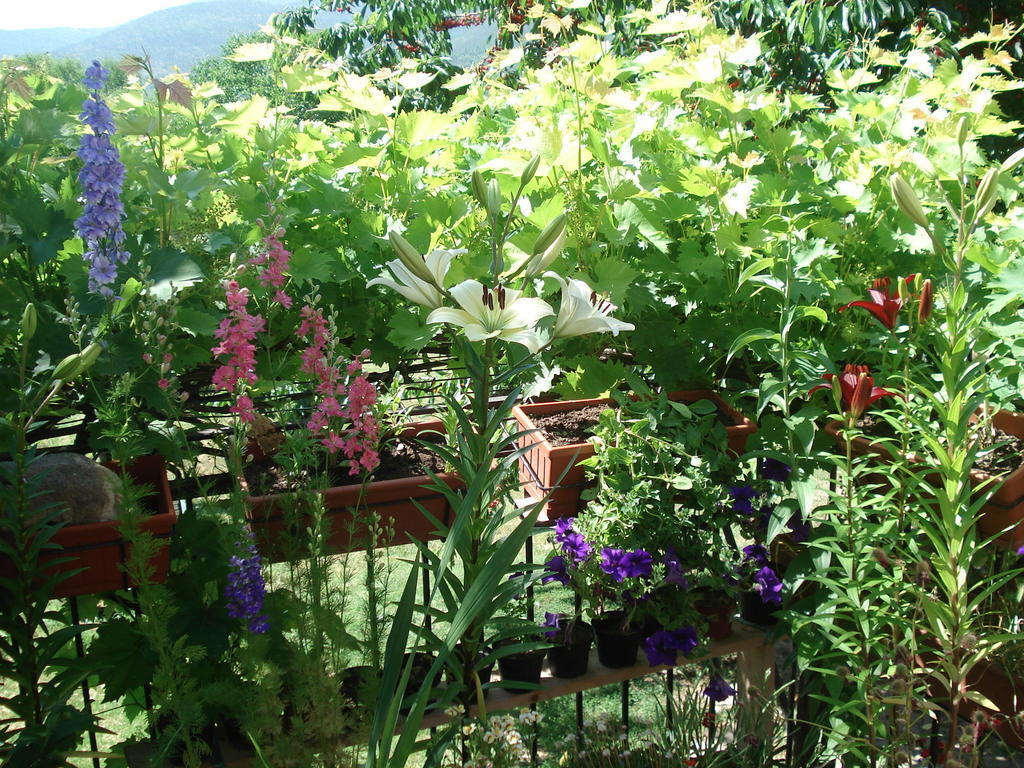 Abruzzo Segreto Bed and Breakfast Navelli Buitenkant foto